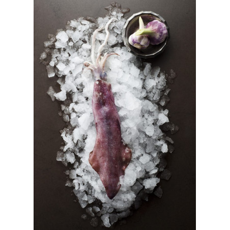 Frischer Kalmar/ Calamare Loligo