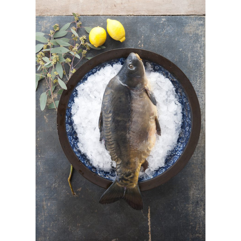 Frischer Karpfen – küchenfertig