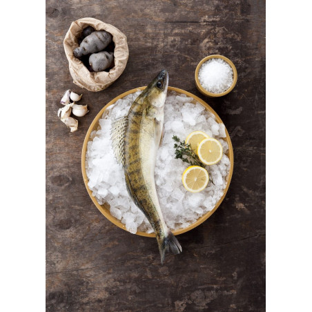 Frischer Zander – küchenfertig