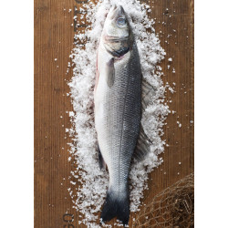 Wolfsbarsch (Loup de mer) – küchenfertig, tiefgefroren