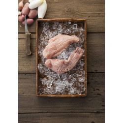 Welsfilet, rotfleischig (ohne Haut) – tiefgefroren