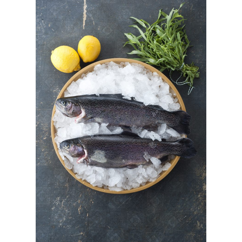 Frische BIO Forelle – küchenfertig
