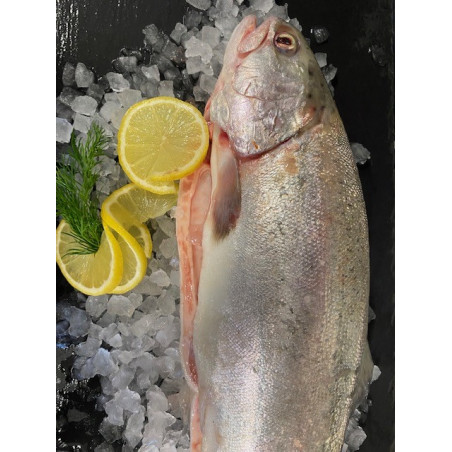 Frische Fjordforelle