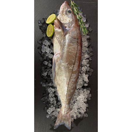 Frischer Schellfisch küchenfertig mit Kopf