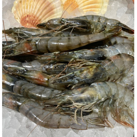 Black Tiger Garnele mit Kopf und Schale 8/12