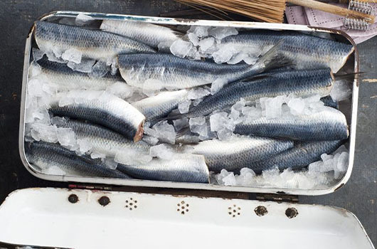 Hering bestellen und kaufen und nach Mecklenburg-Vorpommern liefern lassen