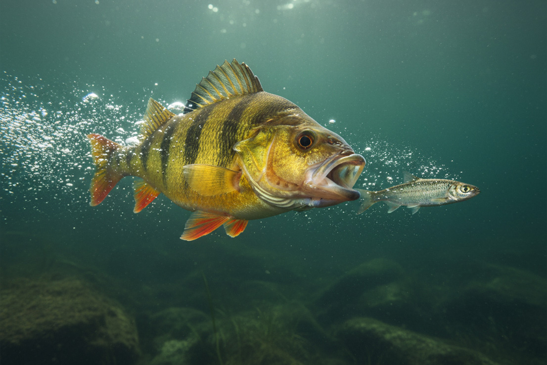 Barsch auf Beutejagd – aktiver Räuber im klaren See