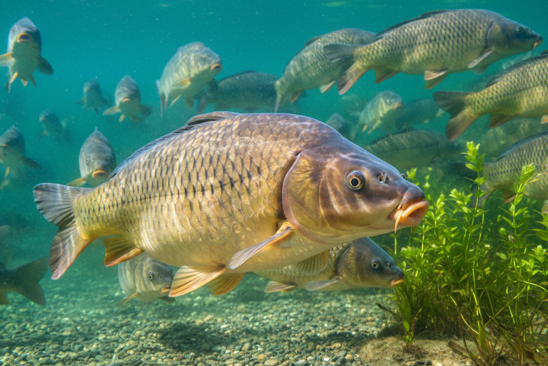 Karpfen im Schwarm – Futterplätze und Standorte im nährstoffreichen Gewässer
