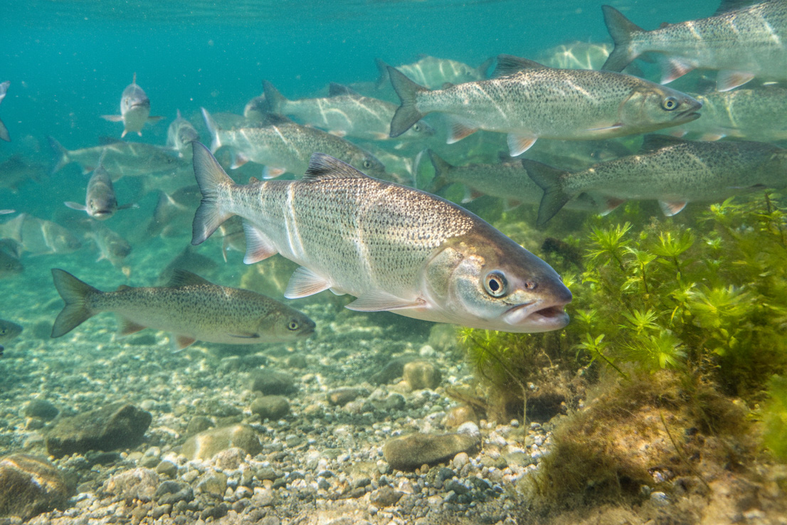 Maräne unter Wasser – vorsichtiger Schwarmfisch in klaren Tiefen