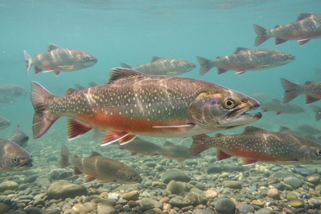 Saibling im klaren See – scheuer Räuber der Tiefe