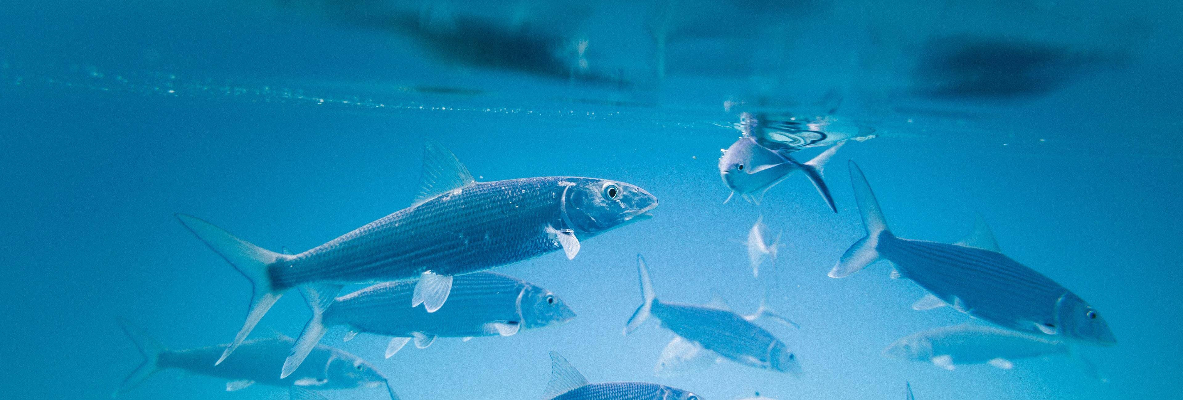 Wenn ich einen Fisch probieren möchte, dann diesen. Fische schwimmen unter Wasser