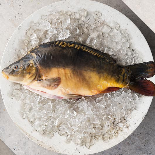 FRISCHEN FISCH ONLINE KAUFEN UND BESTELLEN