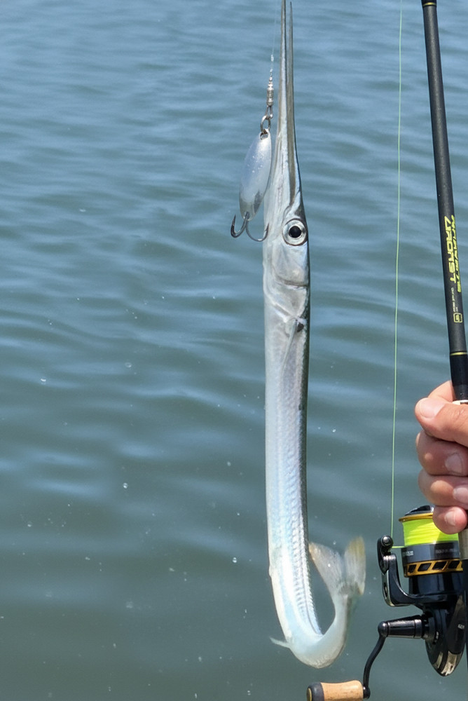 Hornhecht: Der silberne Pfeil der Ostsee – Portrait und Vorkommen