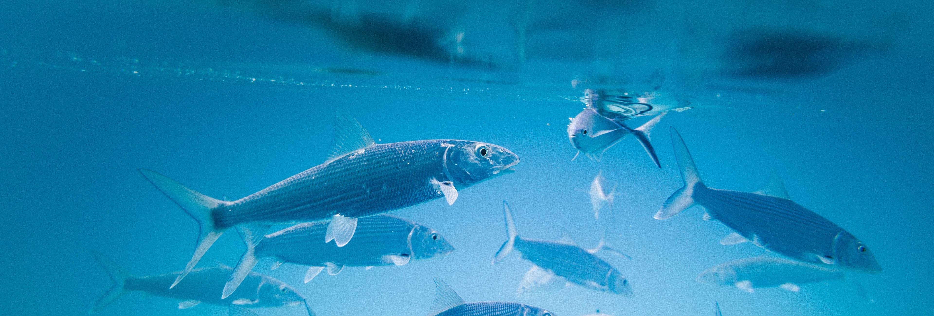 Fische schwimmen im Wasser