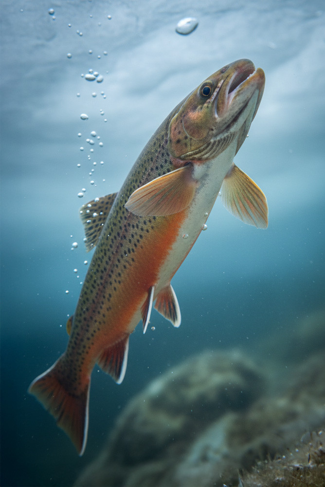 Saibling angeln: Ausrüstung, Köder und Strategien für den scheuen Fisch