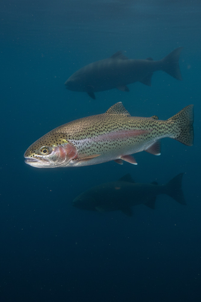 Lachsforelle: Der Unterschied zur Forelle und ihre Lebensweise