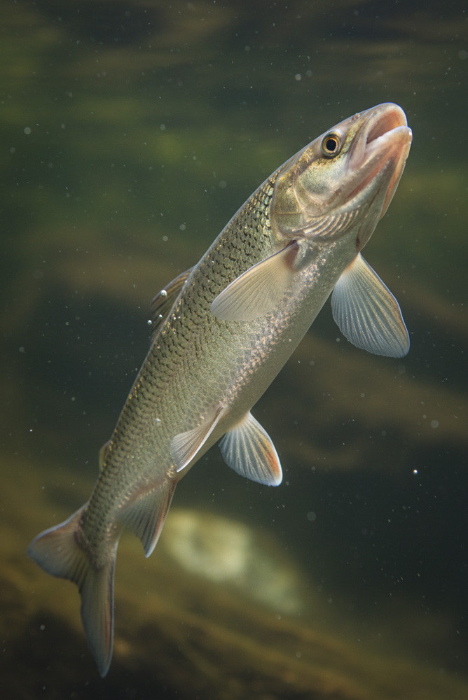 Maränenangeln: Spezialausrüstung, Köder und Vorbereitung
