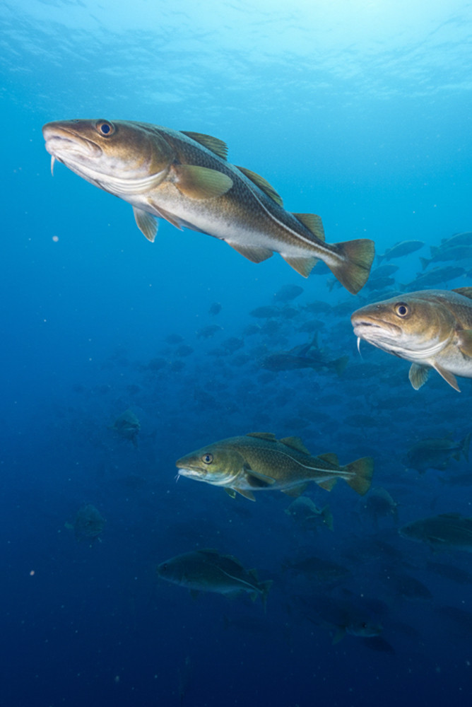 Kabeljau (Dorsch): Der weiße Gold aus dem Nordatlantik – Lebensweise und Fanggebiete