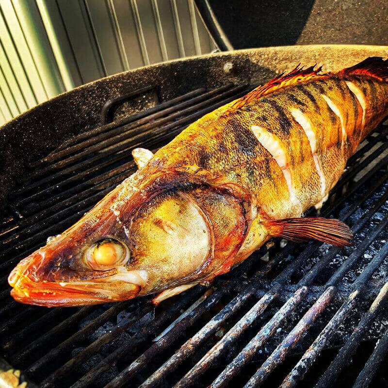 Gegrillter Cranberry-Butter-Zander Gegrillter Cranberry-Butter-Zander