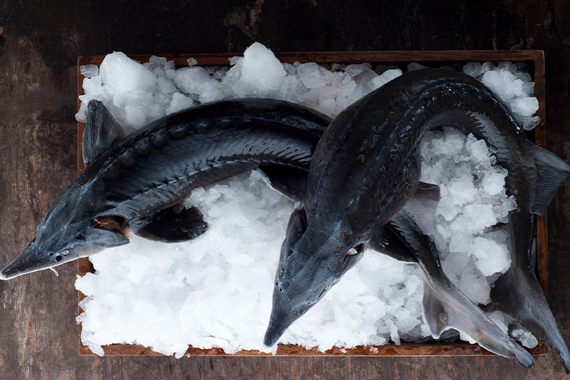 Bestellen Sie zum Beispiel Stör online und lassen Sie sich den Fisch direkt nach Hause liefern Fisch online bestellen – Stör
